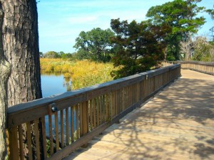 Duck Boardwalk on the Sound